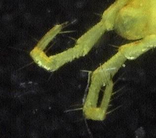 Geophilus flavus